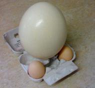 oeuf frais